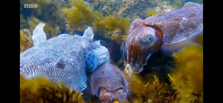 Giant cuttlefish (Sepia apama) as shown in Blue Planet II - Green Seas